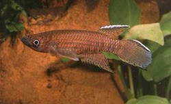 SBI - Epiplatys (Epiplatys) chaperi samborskii