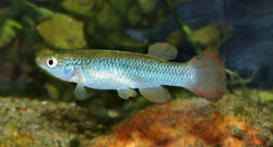 SCI - Fundulus sciadicus