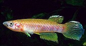SCR - Epiplatys chaperi schreiberi