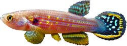 SDD - Neofundulus splendidus