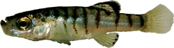 SDS - Anatolichthys splendens