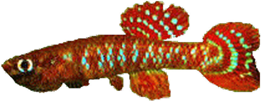 Aphyosemion seegersi