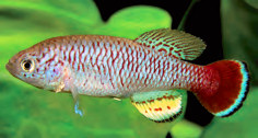 SEG - Nothobranchius seegersi