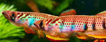 SEX - Epiplatys sexfasciatus