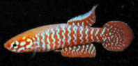 SGN - Leptopanchax sanguineus