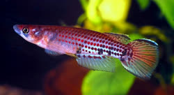 SHE - Epiplatys chaperi sheljuzhkoi