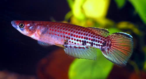 Epiplatys chaperi sheljuzhkoi