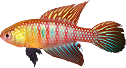 SHI - Hypsolebias shibattai