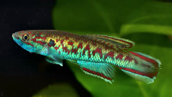 SID - Callopanchax sidibeorum