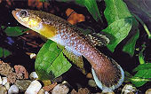 SIE - Rivulus (Cynodonichthys) siegfriedi