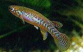 SIG - Rivulus strigatus