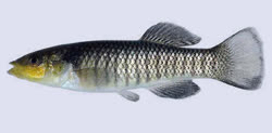SII - Fundulus similis