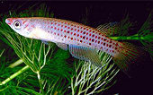 Gamba
