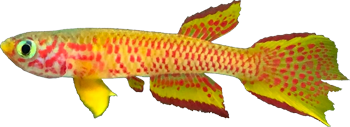 SIO - Aphyosemion schioetzi