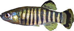 SIR - Aphaniops sirhani