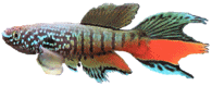 SJO - Fundulopanchax sjostedti 'Niger Delta'