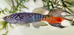 The first gularis color phoro. Photo by Innes.