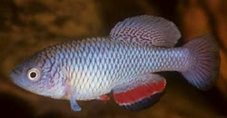 SKE - Nothobranchius skeletoni