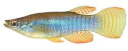 SLC - Aplocheilichthys spilauchen