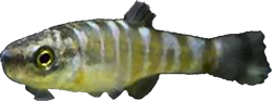 SLD - Anatolichthys saldae