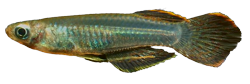 SLI - Micropanchax scheeli