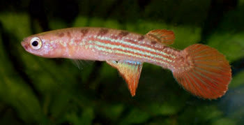 SLK - Rivulus (Owiyeye) sladkowskii