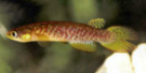 SLS - Atlantirivulus simplicis