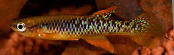 SLU - Aphyosemion schluppi