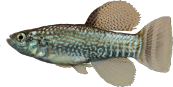 SLZ - Aphaniops stoliczkanus