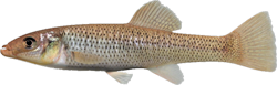 SNL - Fundulus seminolis