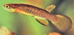 SNS - Rivulus santensis