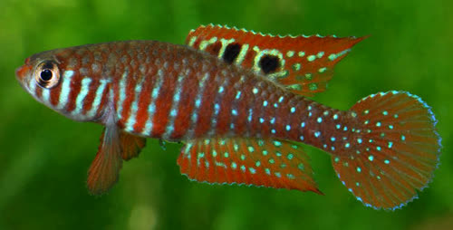 Simpsonichthys santanae