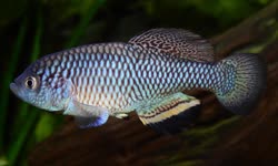 SOJ - Nothobranchius sonjae