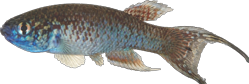 00-0-Copr_2026-David_Gonzalez_Sanzt.png