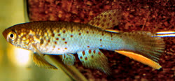 SPD - Rachovia splendens