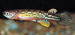 SPE - Anablepsoides speciosus