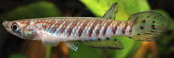 SPI - Epiplatys spilargyreius