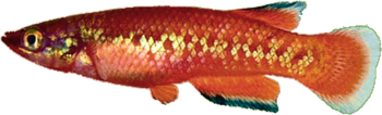 SPK - Pachypanchax sparksorum