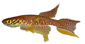 SPL - Aphyosemion (Raddaella) splendidum 