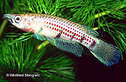 SPM - Epiplatys chaperi spillmanni