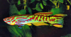 SPO - Fundulopanchax spoorenbergi