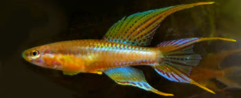 SPP - Fundulopanchax spoorenbergi