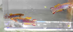 CI