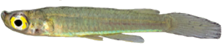 SPX - Fluviphylax simplex