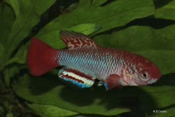 SRT - Nothobranchius serengetiensis