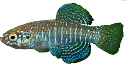 SSI - Paraphanius similis