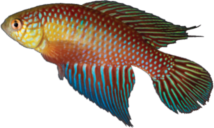 SSM - Hypsolebias splendissimus