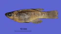 SSS - Hypsopanchax stiassnyae