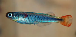 STC - Hylopanchax stictopleuron