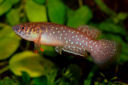 STF - Llanolebias stellifer